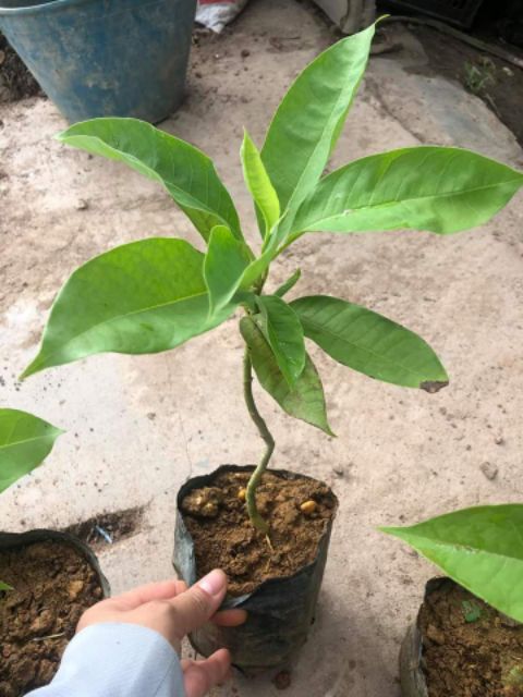 [ Xả - Cắt Lỗ] Hoa Hoàng Lan