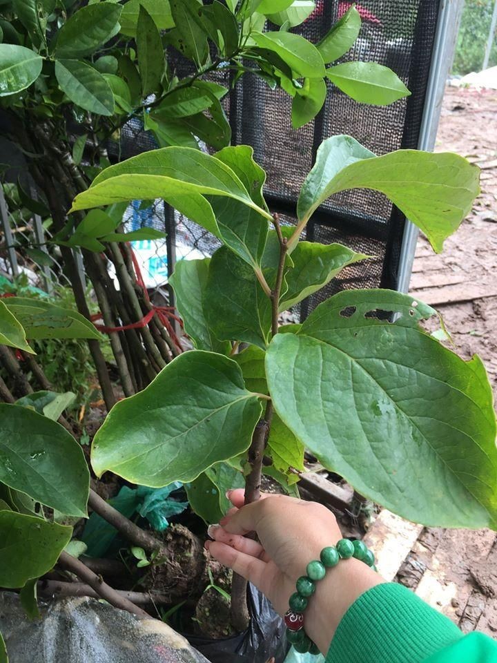 Cây giống hồng đỏ - cây giống chuẩn f1 gửi đi nguyên bầu
