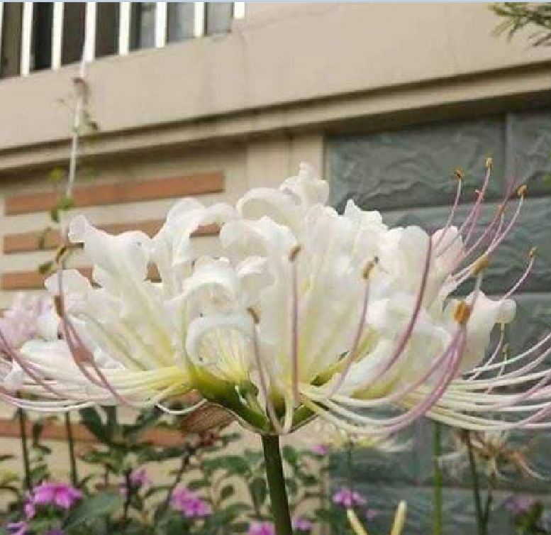 Củ giống hoa bỉ ngạn hoa màu trắng ( 1 củ )[Seeds]