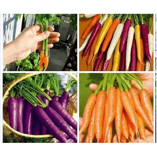 Combo 3 gói hạt giống cà rốt - (cà rốt tím- cà rốt tín hon - cà rốt nhiều màu )