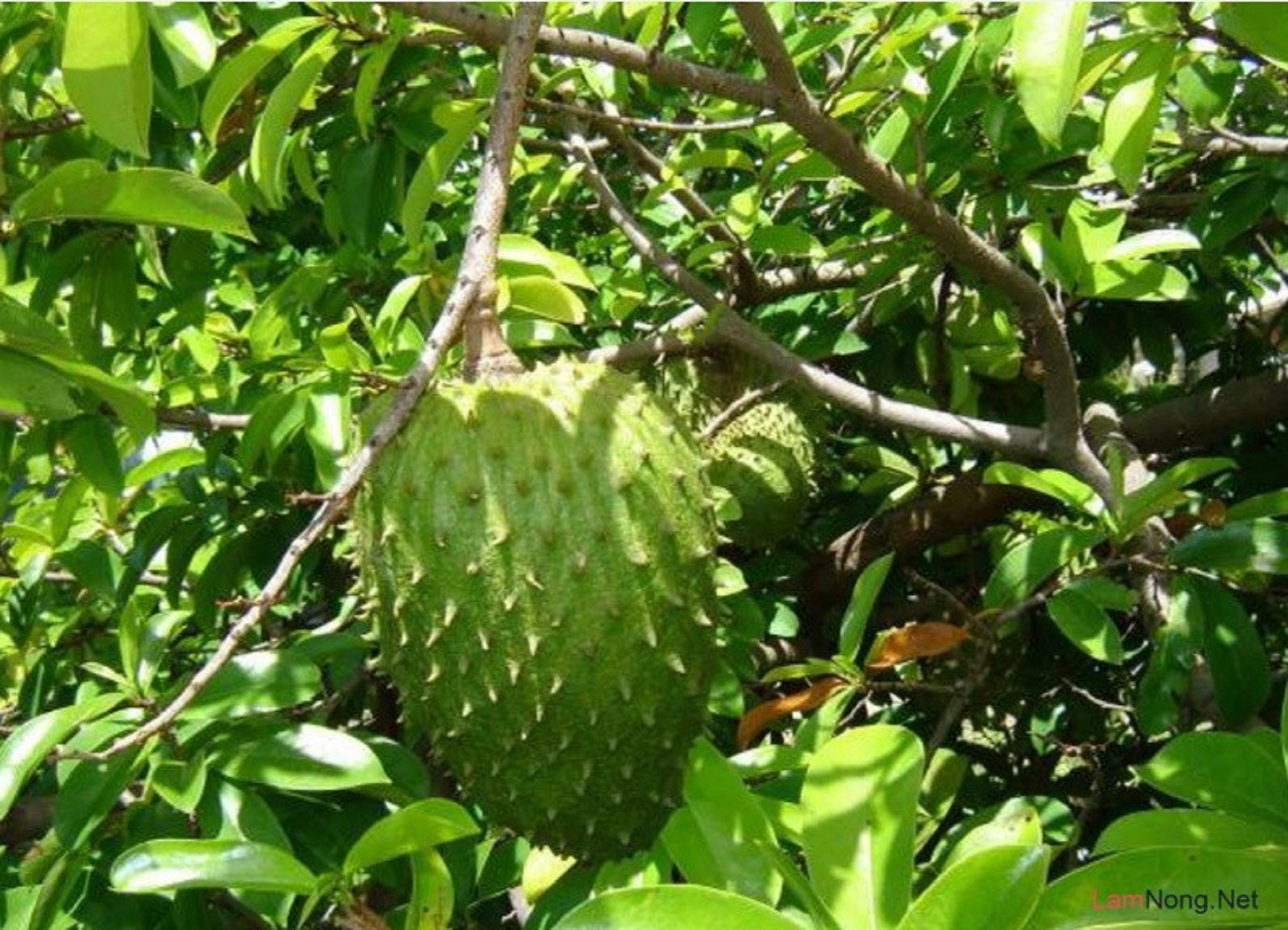 1 KG LÁ Mãng Cầu Xiêm [ La tươi ].