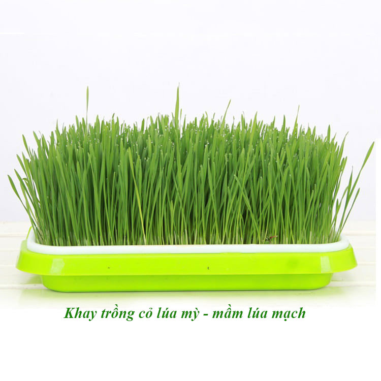 Khay Trồng Rau Mầm Thông Minh