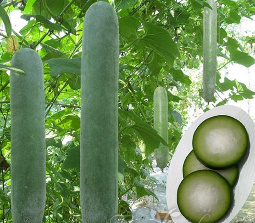 Hạt giống Bí sặt cao sản
