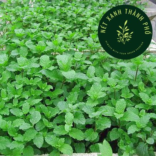 [GIAO HÀNG 2 GIỜ] Hạt Giống Rau Húng Lủi (Bạc Hà Âu) 0,2g thơm ngon
