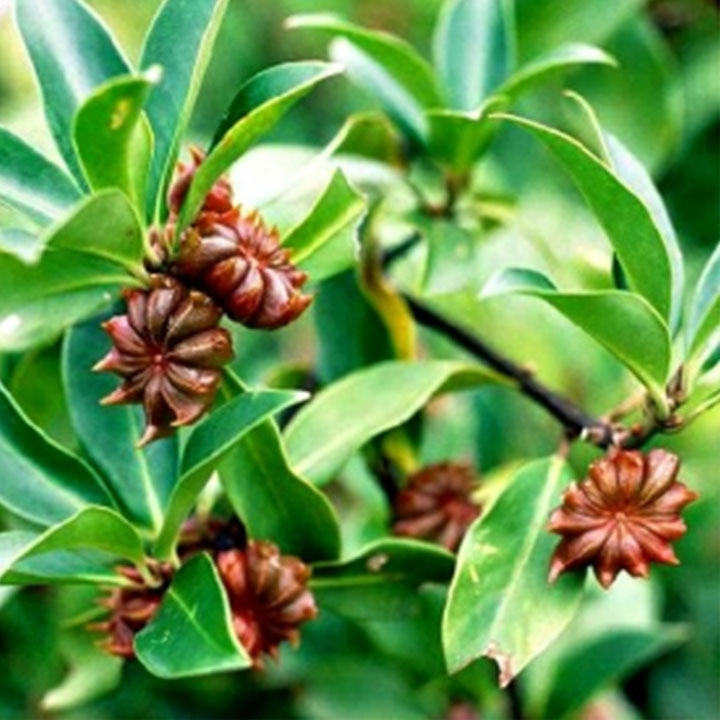 Đại hồi (hoa hồi) 1kg