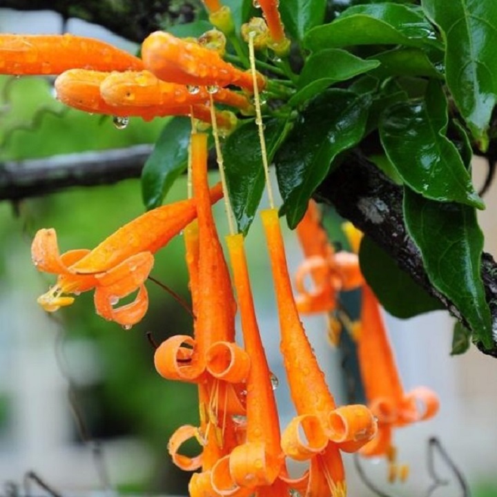 CHẬU CÂY GIỐNG HOA CHÙM ỚT( HOA RẠNG ĐÔNG)