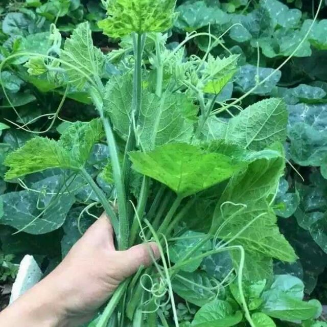 Hạt Giống Bí Siêu Ngọn dể trồng Gói 10gram