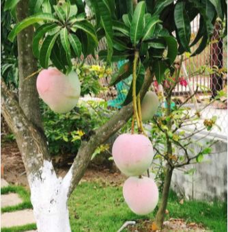 02 cây giống Xoài Úc chuẩn giống
