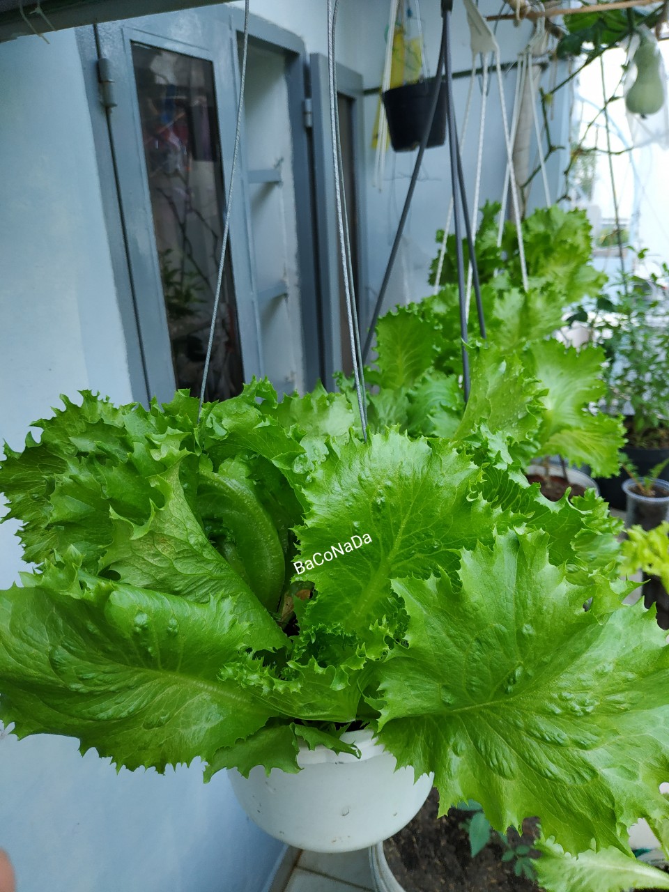 Hạt giống xà lách cuộn giòn Minetto
