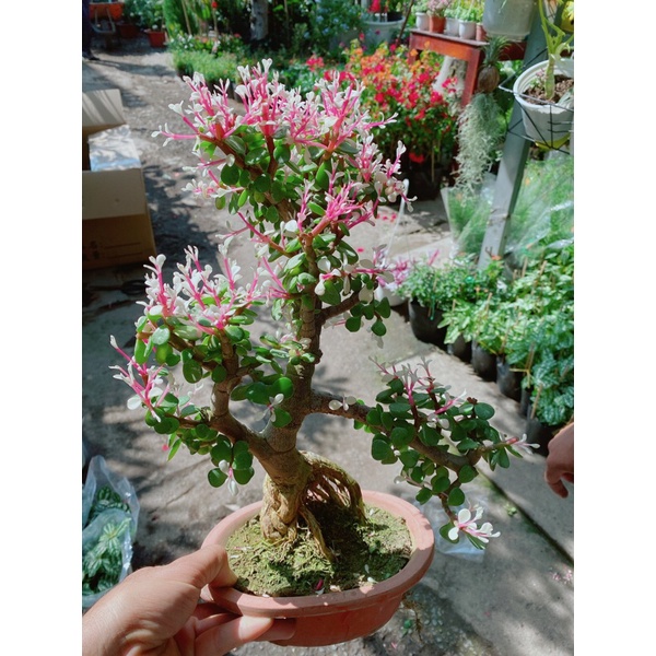 Chậu Cây Đô La Cổ Thụ