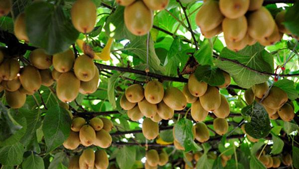 Hạt giống quả Kiwi