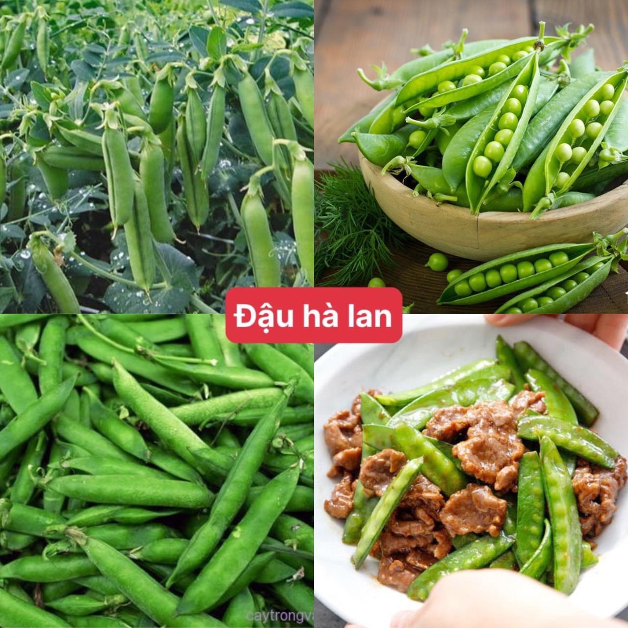 10gHạt giống Đậu Hà Lan ( vừa ăn ngọn vừa ăn quả )