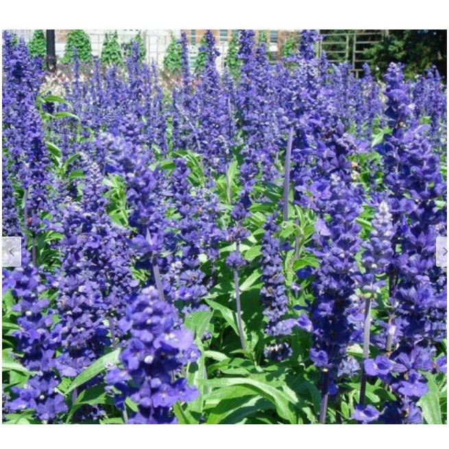 Hạt giống hoa xác pháo xanh - gói 0,5 gram