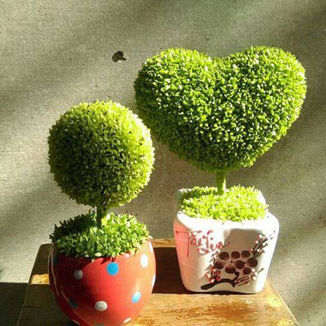 SET 2 ỐNG Phân bón kích rễ Roots roots 2 của Mỹ