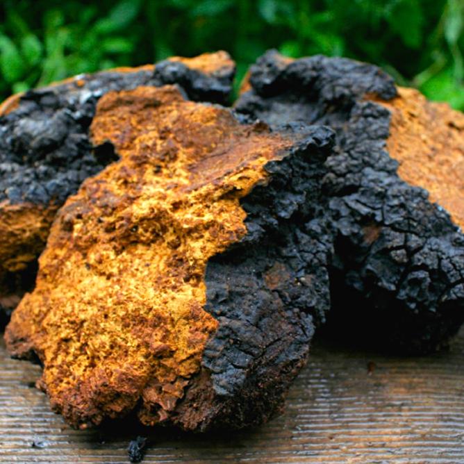 Nấm Chaga Nga Siberia 1kg