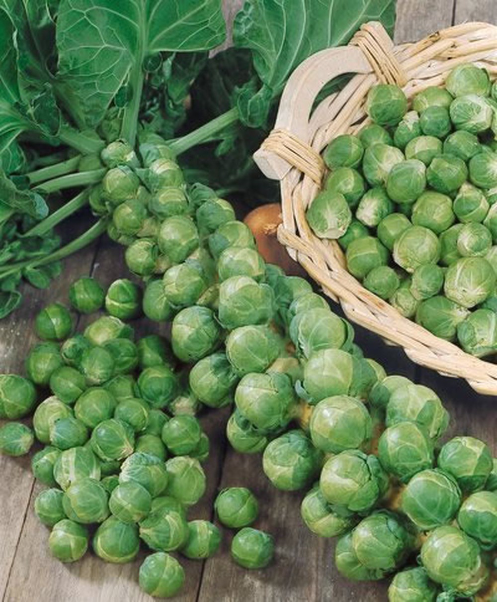 Hạt giống bắp cải tý hon