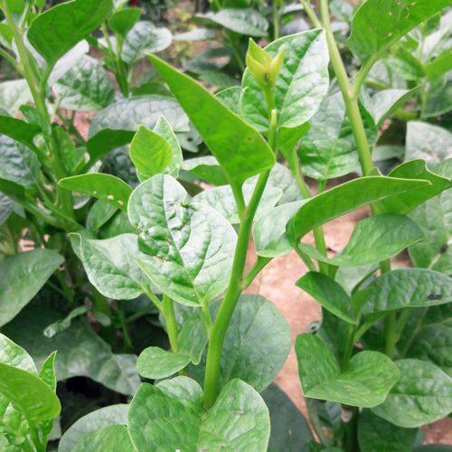 Hạt Giống Rau Mồng Tơi Xanh (20 Gram)