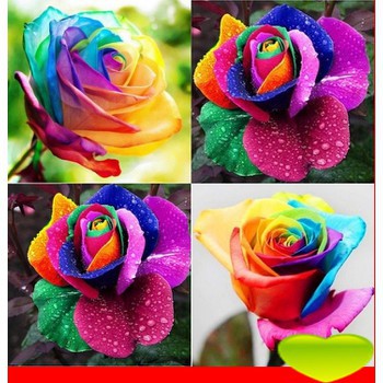 Gói 20 Hạt Giống Hoa Hồng 7 Sắc ( Hồng 7 Màu)