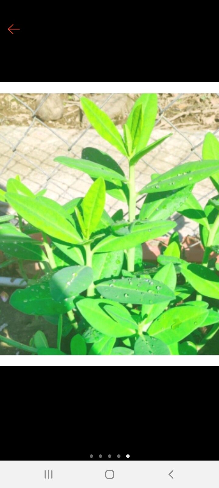 bầu 3 cây thạch anh