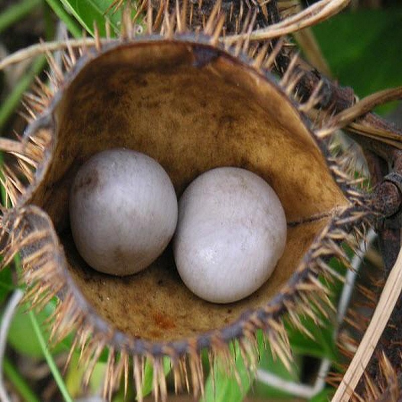 [Hàng mới về] Hạt móc mèo 500g - Tấn Phát - Hàng sạch chuyên dùng để sắc nước và pha trà cực kỳ hiệu quả