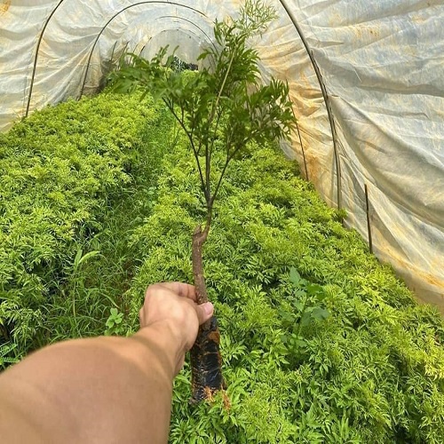 Hot cây giống đinh lăng nếp lá nhỏ