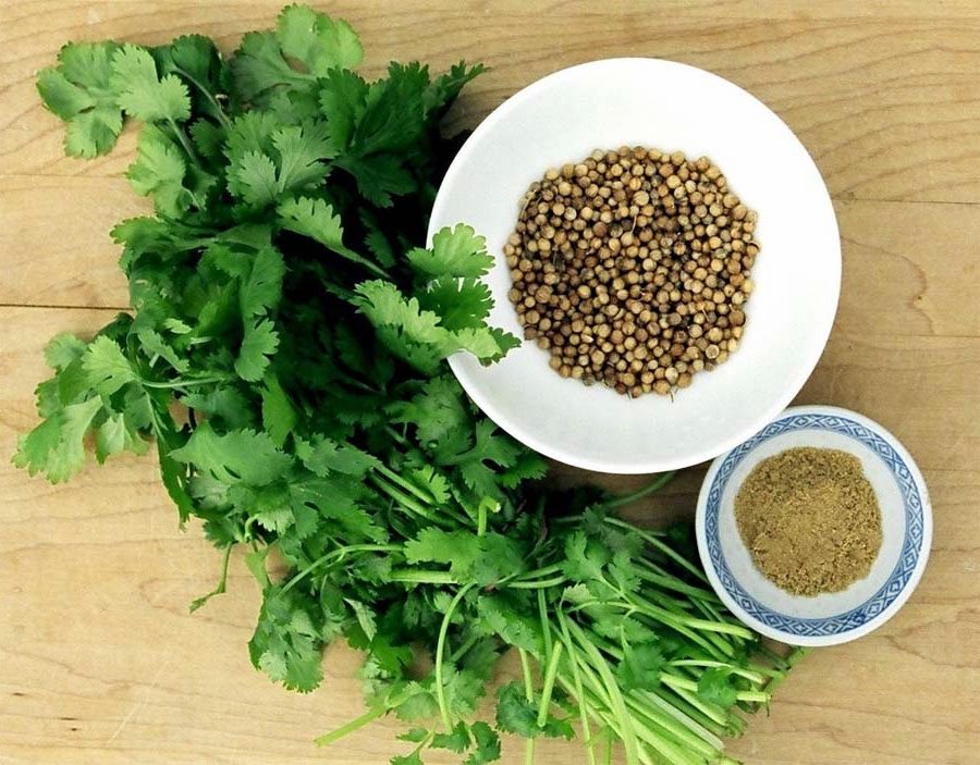 Hạt giống rau Mùi ta (Ngò) - 20 gram.