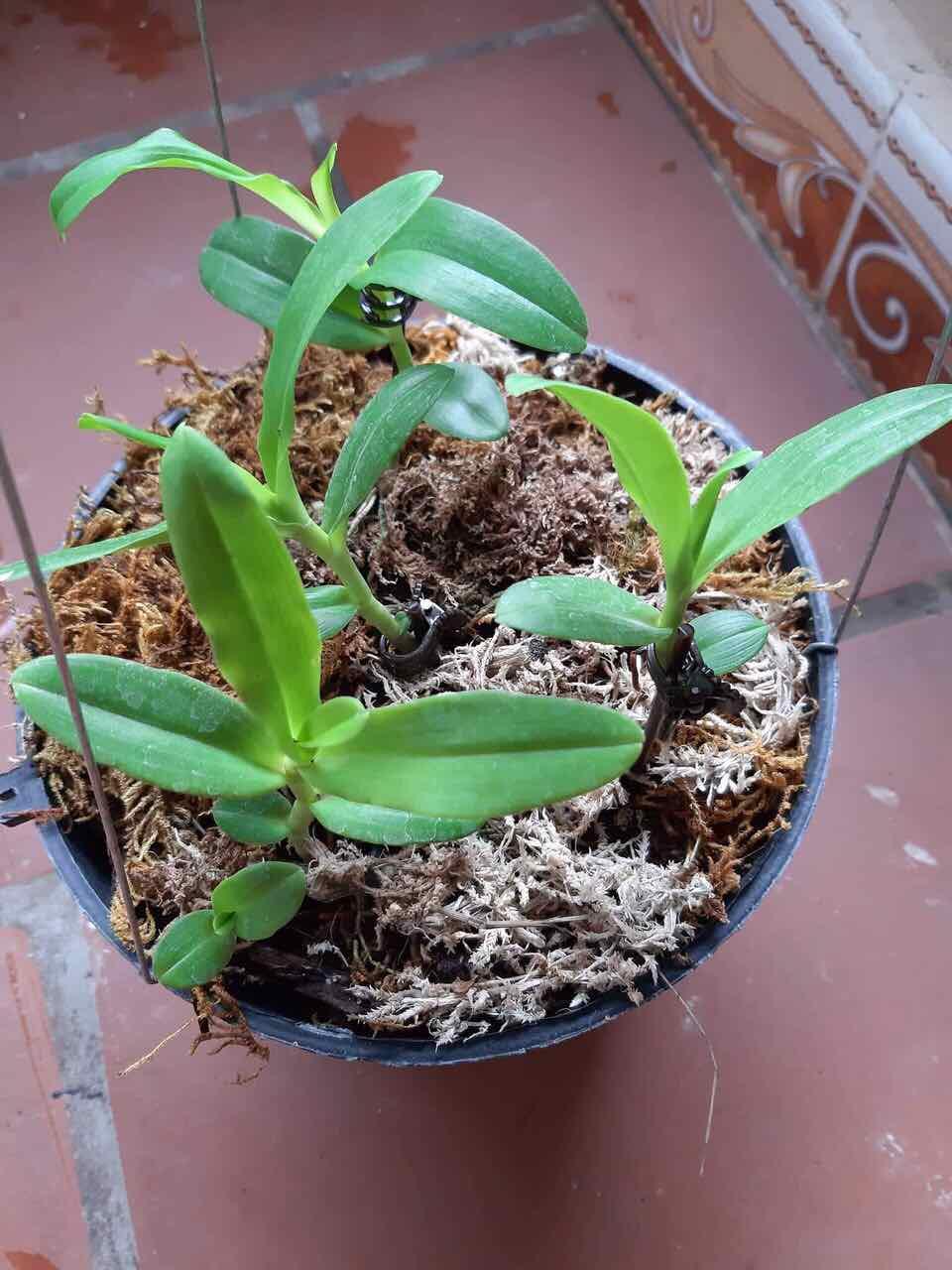 Chế Phẩm Hùng Nguyễn