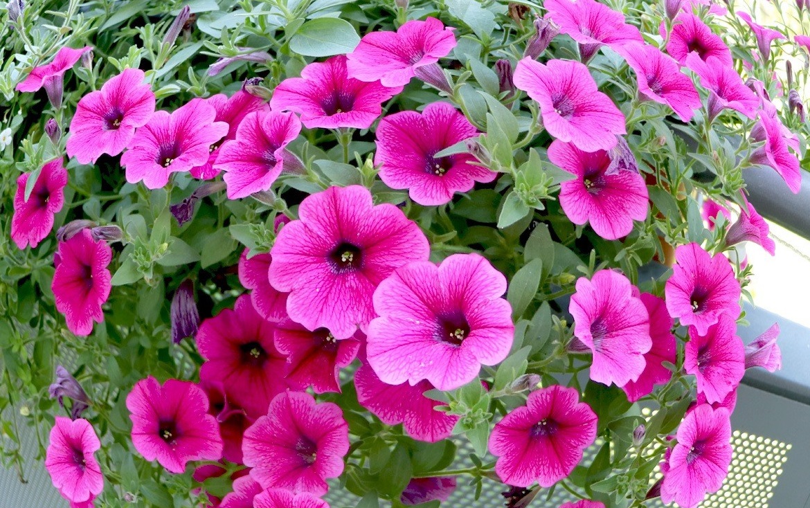 Hạt giống Hoa dạ yên thảo