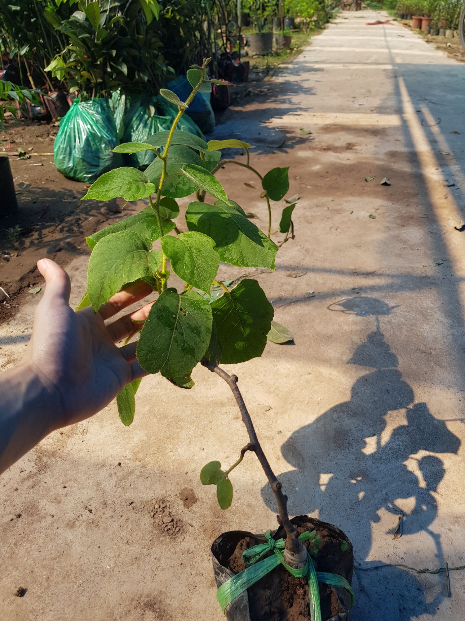 (MỚI) Cây giống Kiwi vàng siêu quả