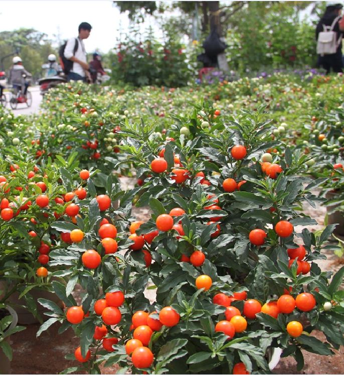 Hạt giống ớt kiểng quả tròn 30 hạt/gói