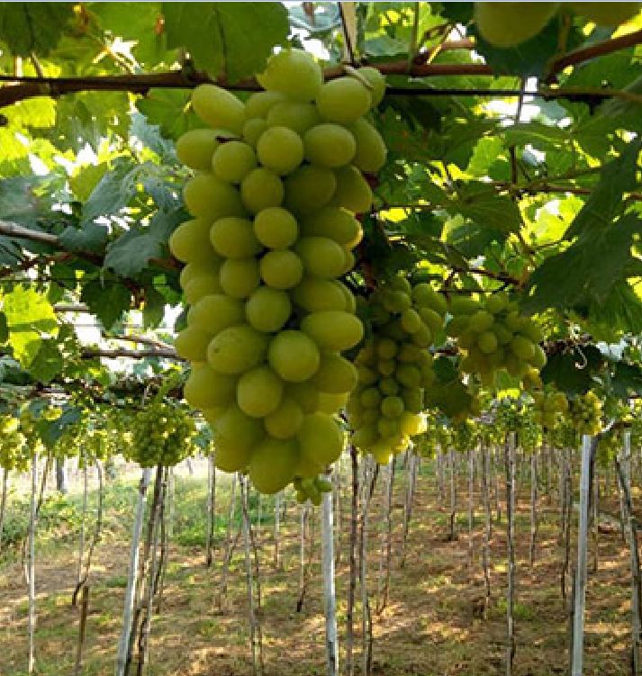 "Gói 10 "Hạt giống nho xanh leo gian [Seeds]