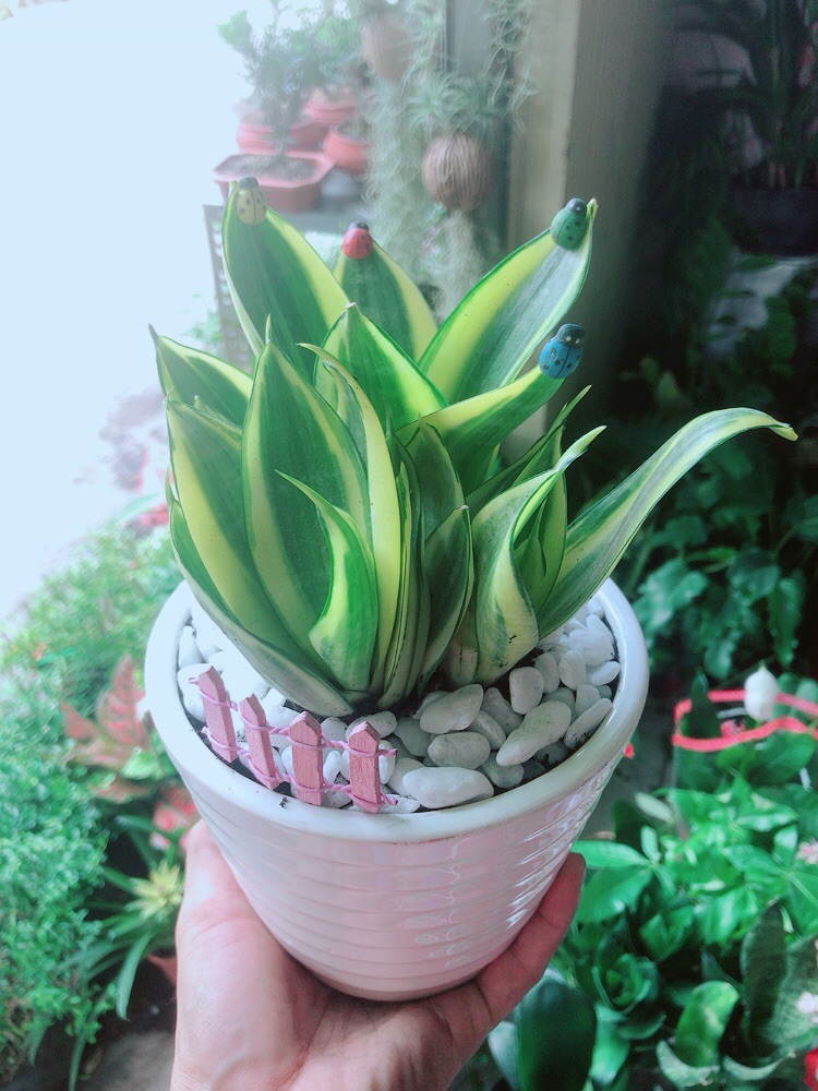 Chậu Lưỡi Hổ Thái Vàng