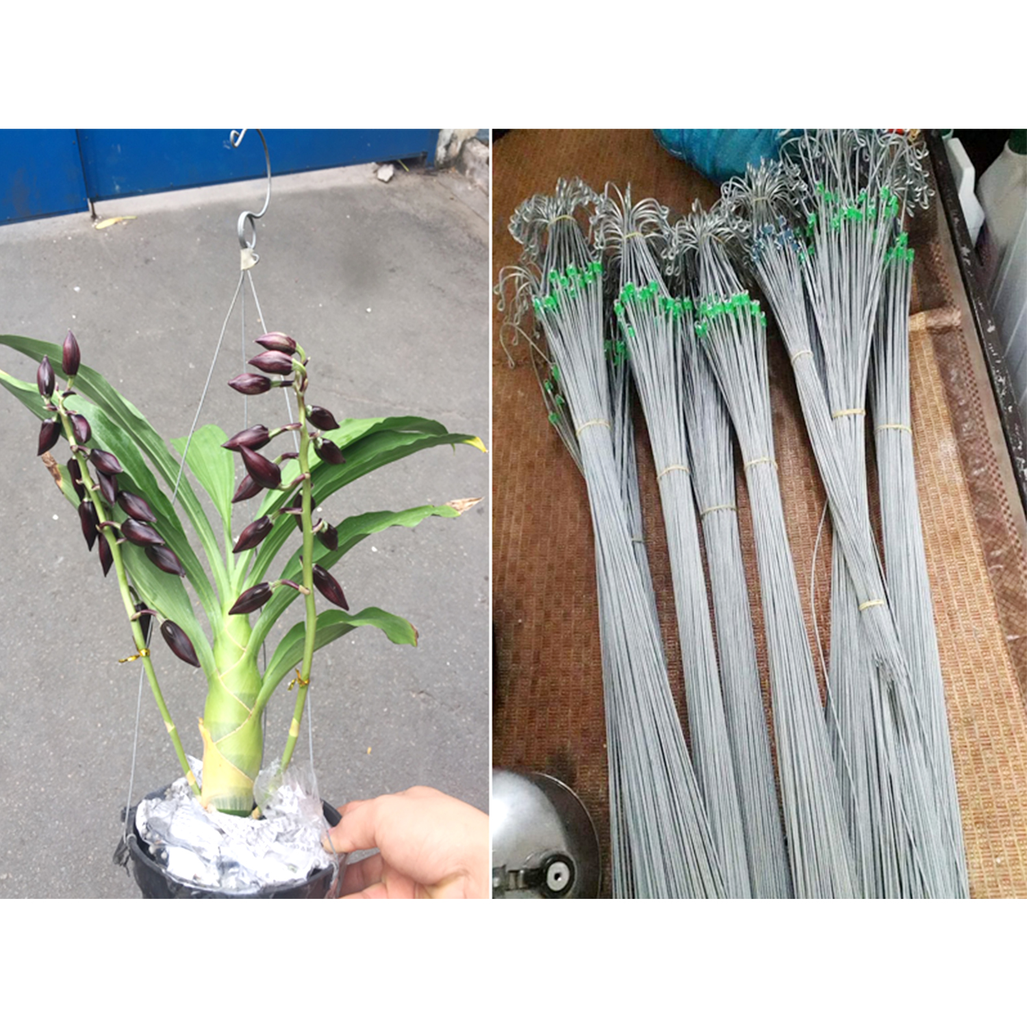 Móc treo lan 3 nhánh dây kẽm dài 70cm sét 10 chiếc