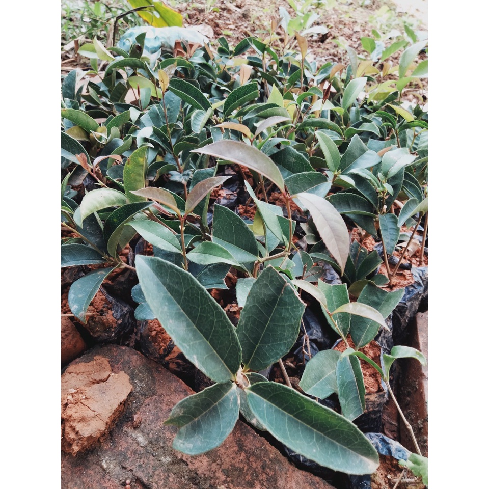 cây hoa mộc hương ta giống