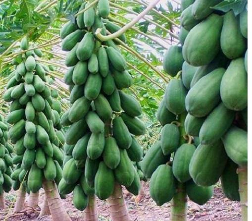 Hạt giống đu đủ lùn ruột vàng
