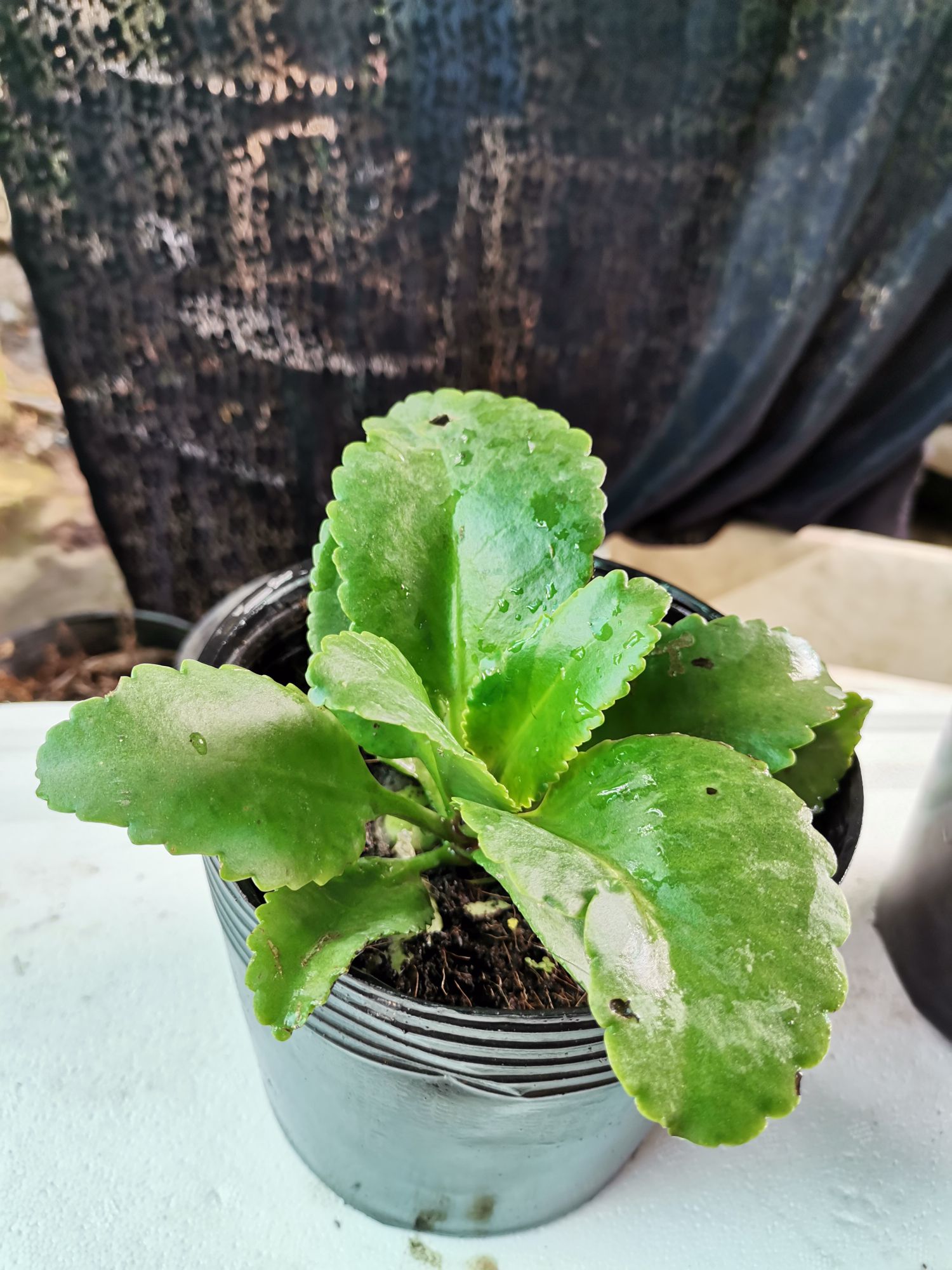 cây sống đời chuông