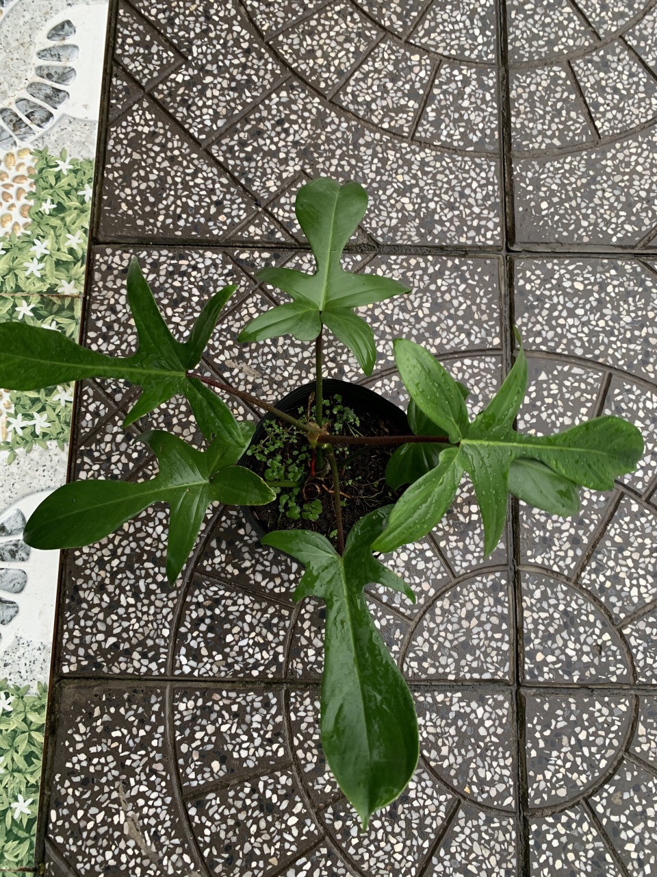 Cây trầu bà cánh én - Cây cảnh để bàn