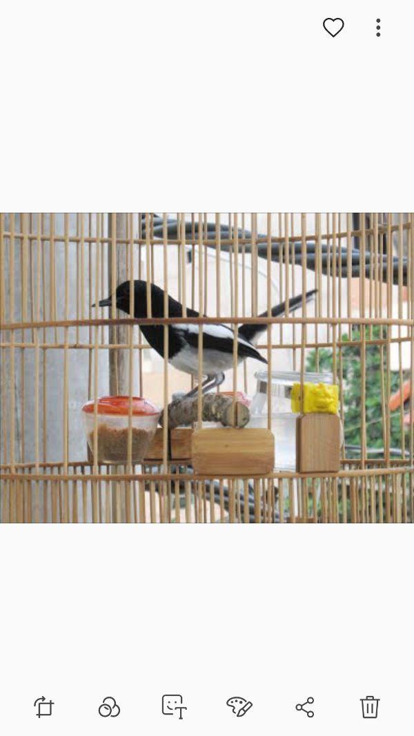 Cám trứng siêu cao cấp cho Chòe lửa - Chòe than
