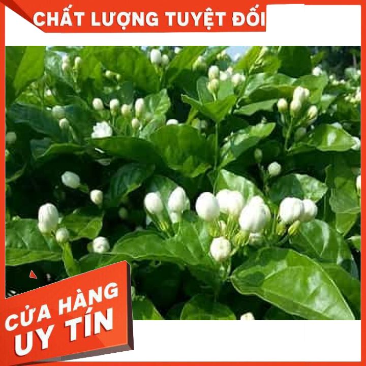 Trà sơn mật hồng sâm thượng hạng thơm ngon