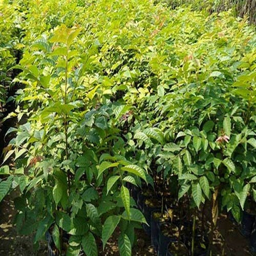 Cây lát hoa giống khỏe đẹp
