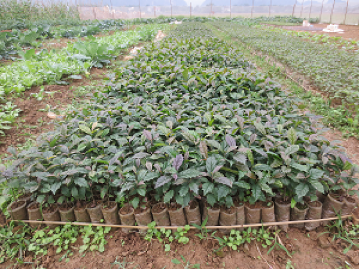 COMBO 10 CÂY XẠ ĐEN HÒA BÌNH ( MUA 20 TẶNG 2 CÂY)