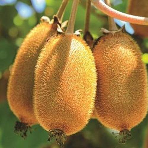 Hạt giống kiwi túi 30 hạt - chất lượng cao - dễ trồng - nhiều dinh dưỡng.