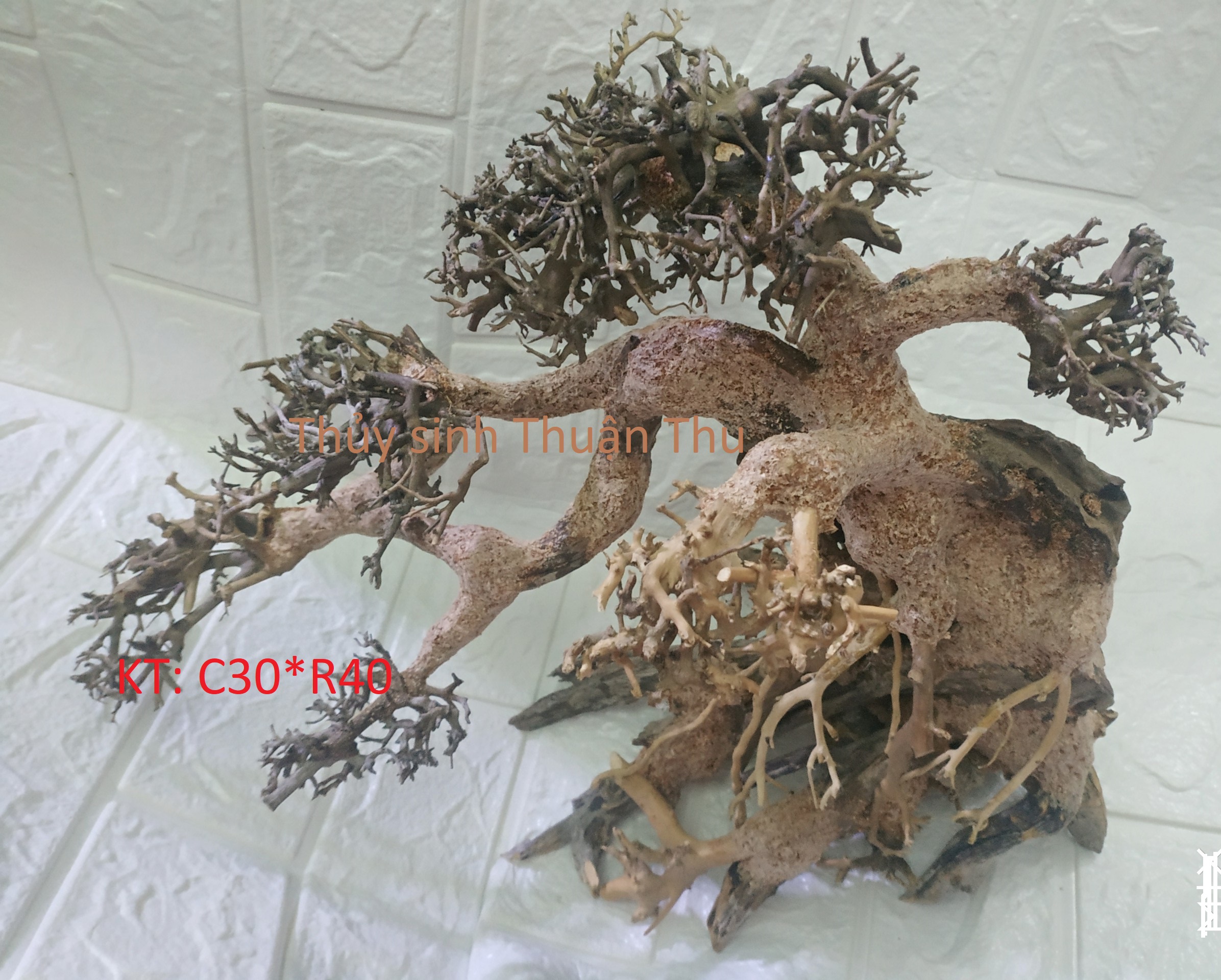 Lũa Bonsai  trang trí bể Thủy Sinh đẹp (lũa ghép)