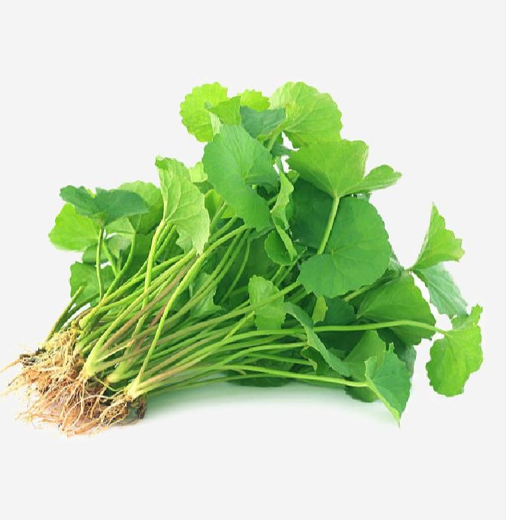 Hạt giống rau má lá nhỏ -gói 1 gram,trồng quanh năm