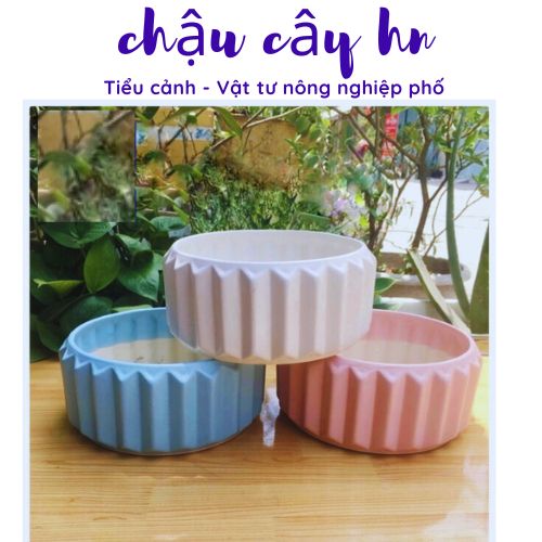 Ceramic staff plant bed table Bowl low interior shape bifurcylated cactus