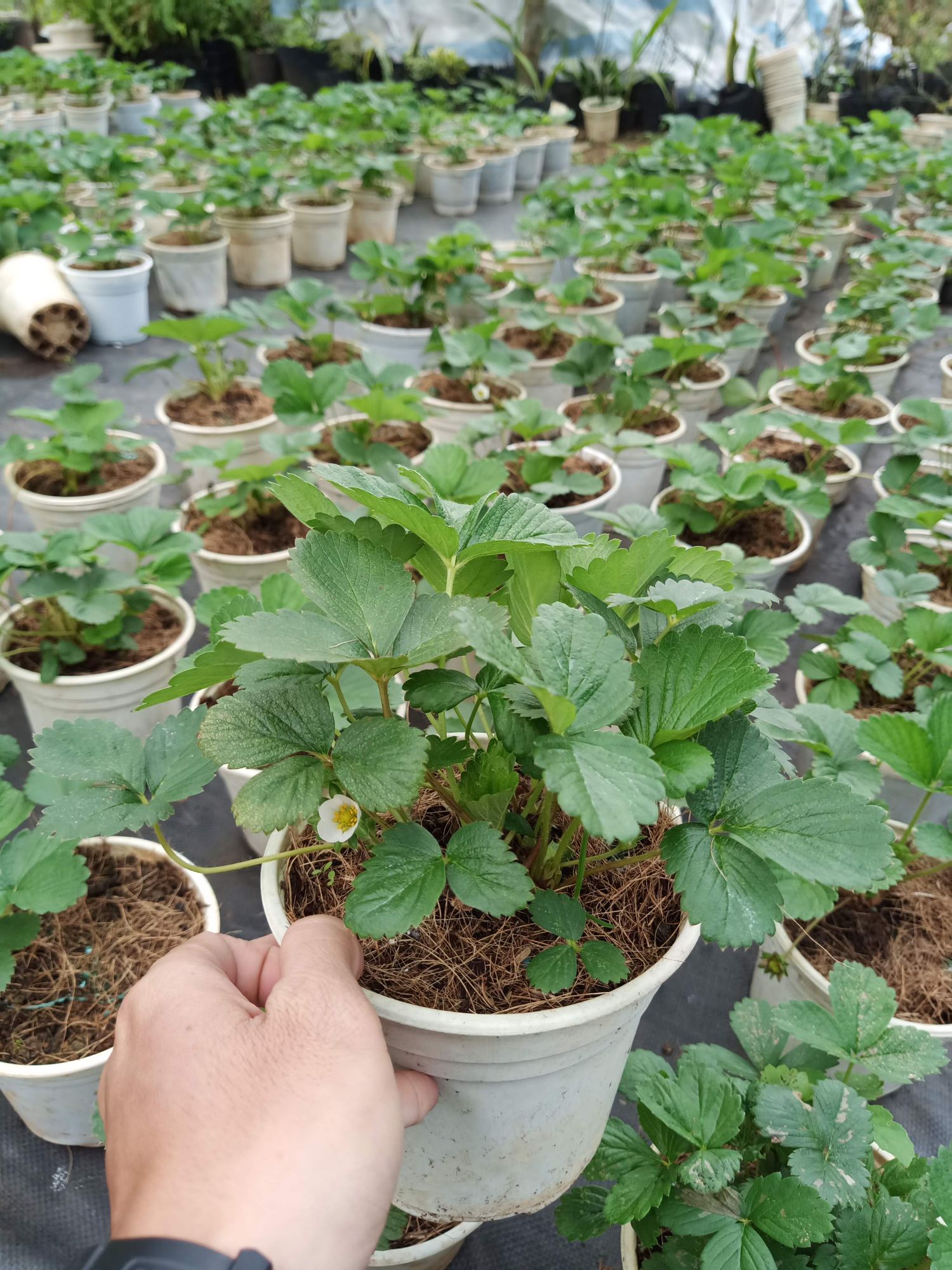 Chậu cây dâu chịu nhiệt