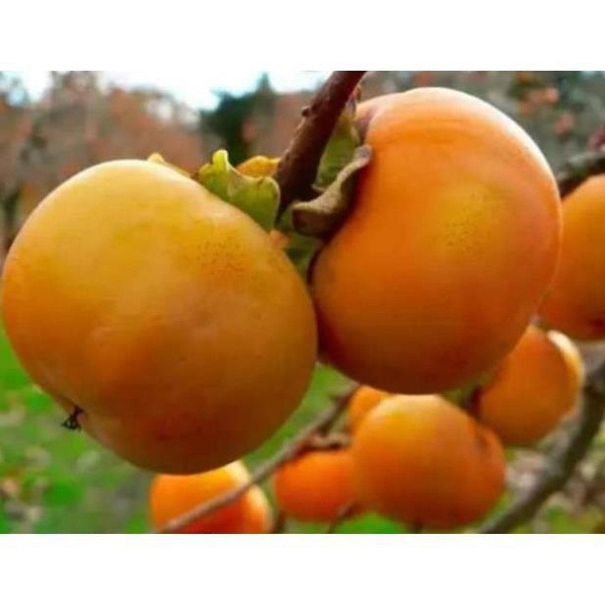 sản phẩm HỒNG ĐEN NHẬT BẢN