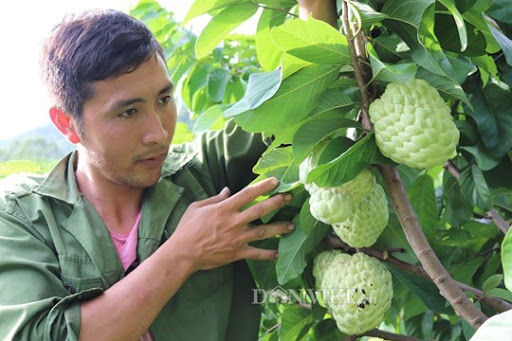 cây giống na thái lan - FREE SHIP TỪ 50K