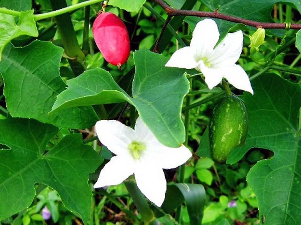 Cây giống bình bát dây