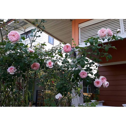 Hoa Hồng Mon Coeur Rose